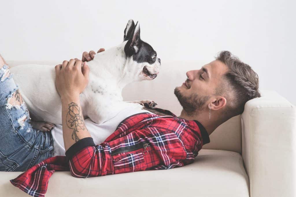 27 DETAILED French Bulldog Pros and Cons ( My Experience ) 2 French bulldog being affectionate with owner