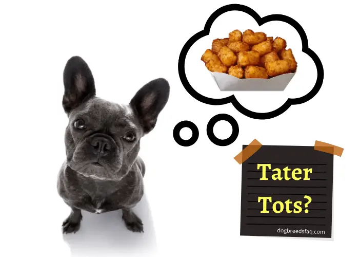 Can Dogs Eat Tater Tots? 2 French bulldog looking and thinking of eating tater tots