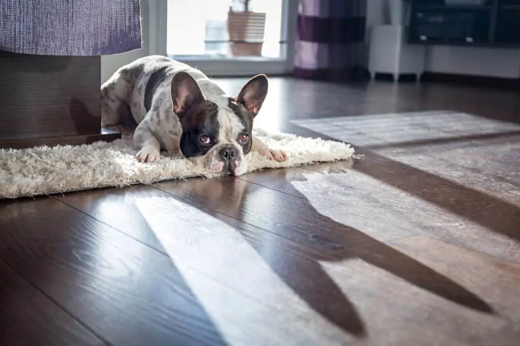 27 DETAILED French Bulldog Pros and Cons ( My Experience ) 21 French bulldog lying on the carpet