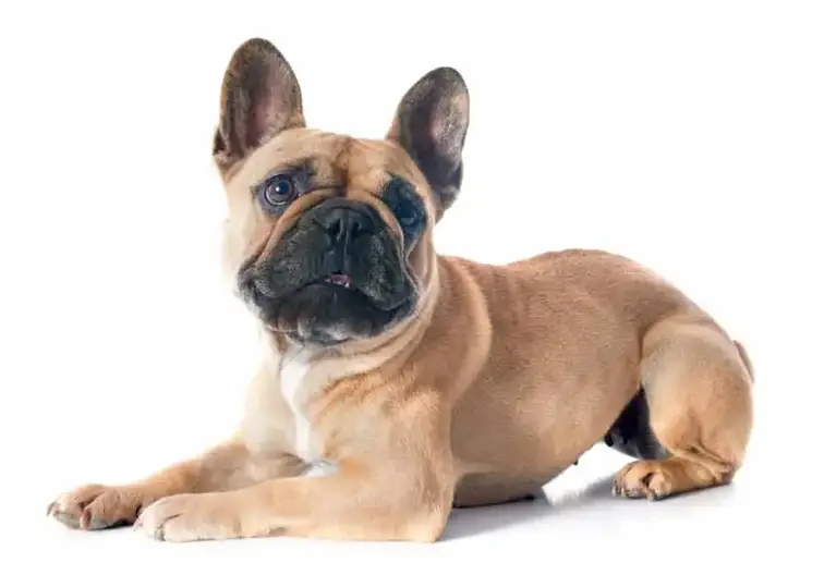 are french bulldogs good with other dogs