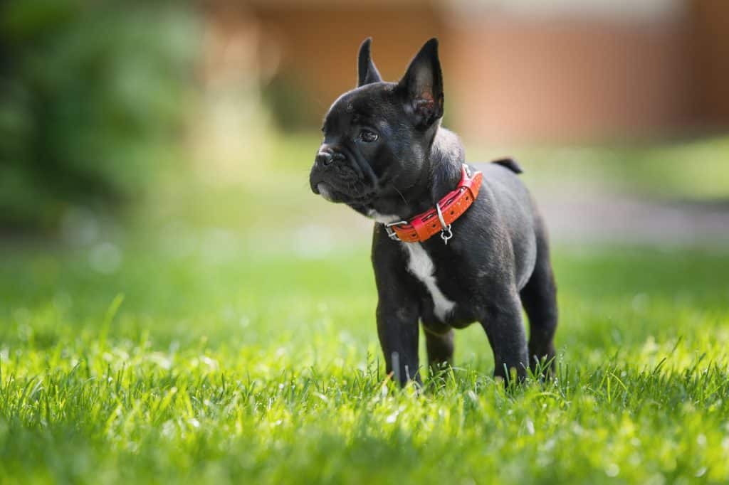 French bulldog puppy on the lawn