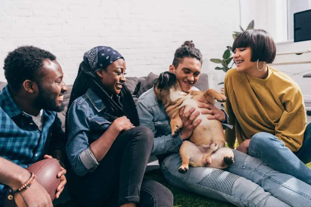 27 DETAILED French Bulldog Pros and Cons ( My Experience ) 5 French bulldog sitting and playing on owner's lap and friends laughing