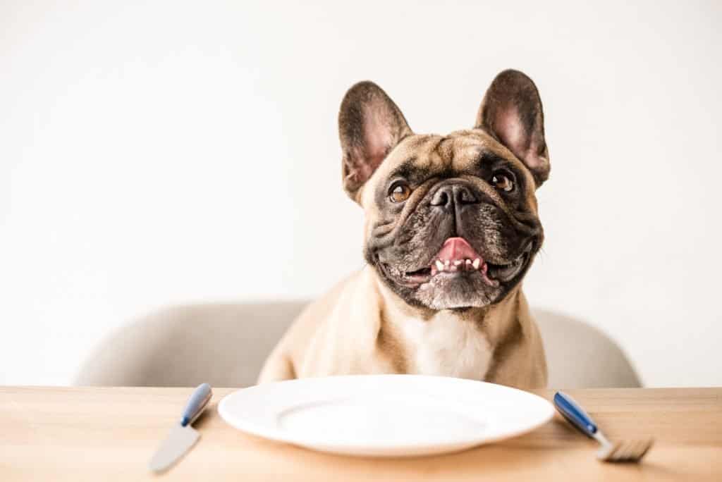 French bulldog with an empty plate and cutlery
