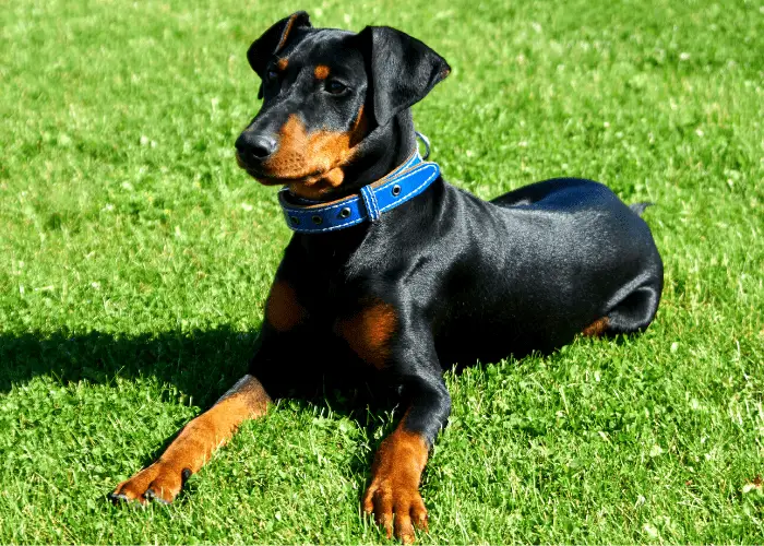 German Pinscher resting on the lawn