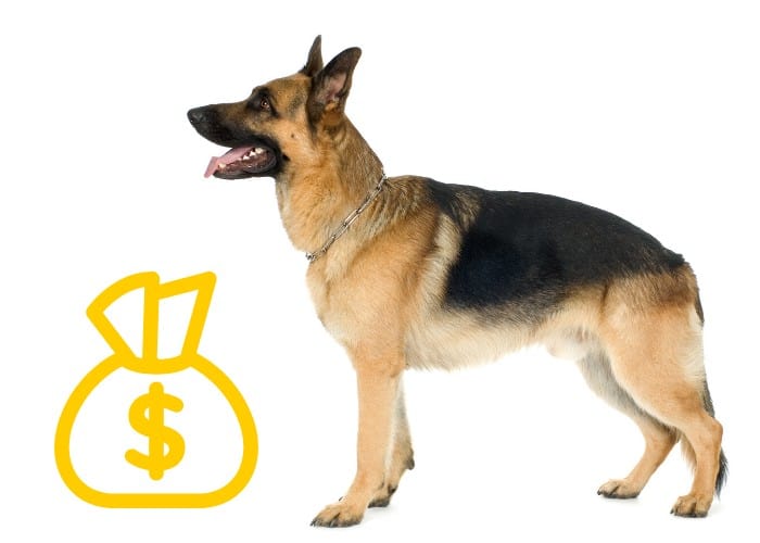 11 Protective German Shepherd Pros And Cons 11 German Shepherd with dollar in a pouch sign