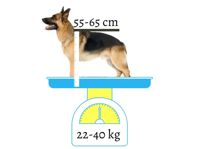 German Shepherds height and weight