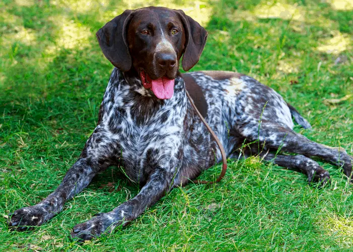 German Shorthaired Pointer resting on the lawn