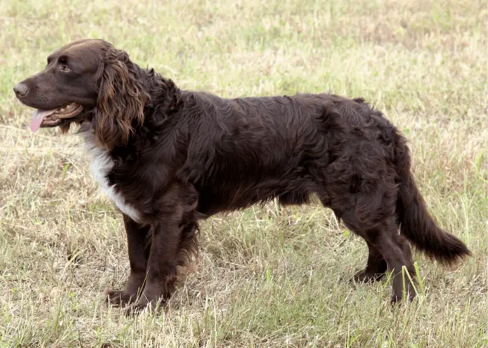 37 German Dog Breeds 14 German Spaniel on the lawn in the backyard