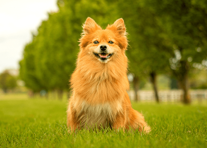 German Spitz Klein dog in a grassy park