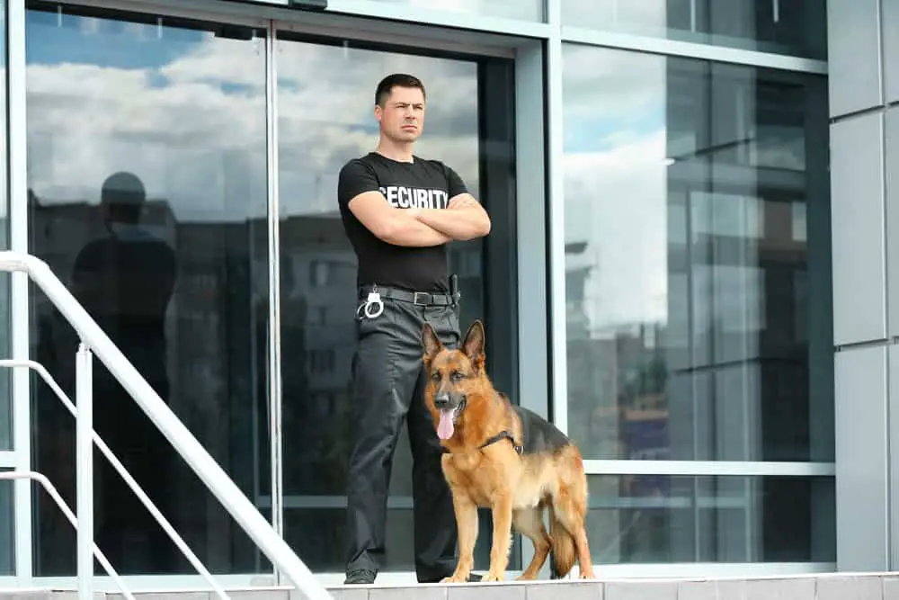 German shepherd and a security guard in front of a building