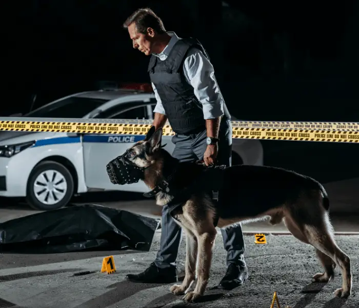 11 Protective German Shepherd Pros And Cons 6 German shepherd being used in a crime scene