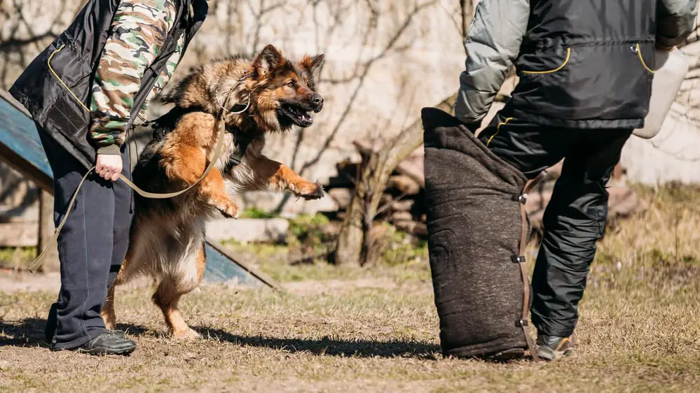 Why Are German Shepherds Used As Police Dogs? 9 German shepherd dog training