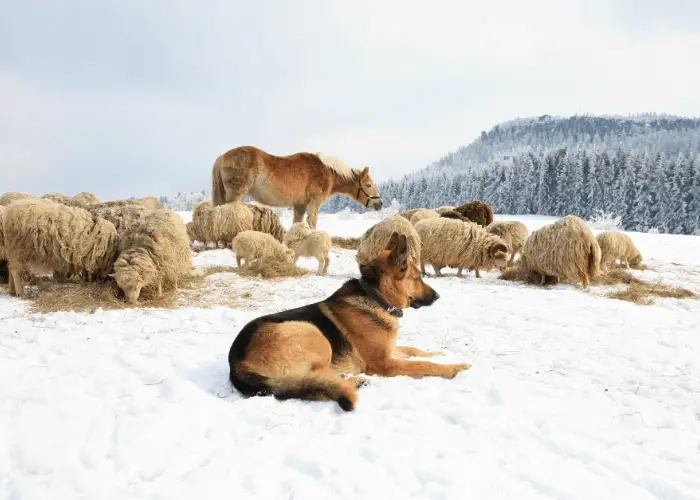 Why Are German Shepherds Used As Police Dogs? 5 German shepherd guarding livestocks