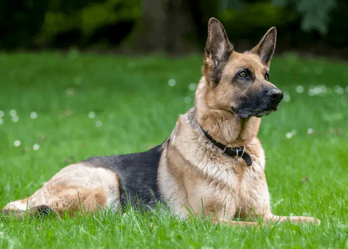 11 Protective German Shepherd Pros And Cons 5 German shepherd lying on the lawn