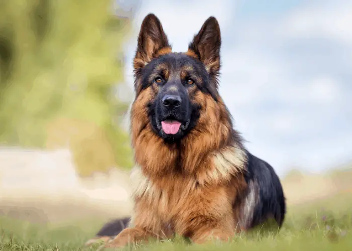 Belgian Malinois vs. German Shepherd - Detailed Comparison 2 German shepherd resting on the lawn at the park