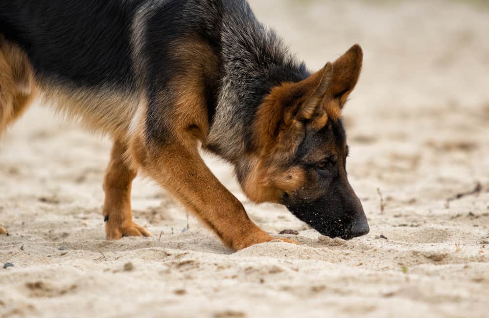 German shepherd sniffing a trail on the beach