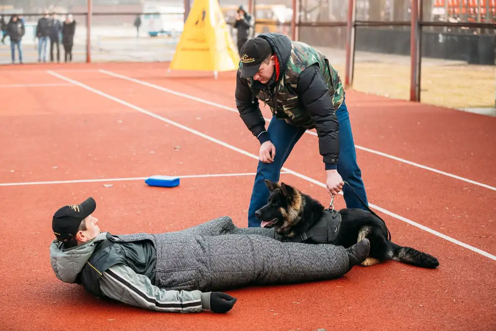 Why Are German Shepherds Used As Police Dogs? 3 German shepherd takedown training