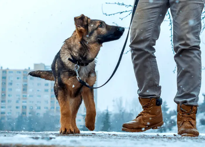 Male Versus Female German Shepherd: Their Differences 15 German shepherd taking a walk with owner during winter