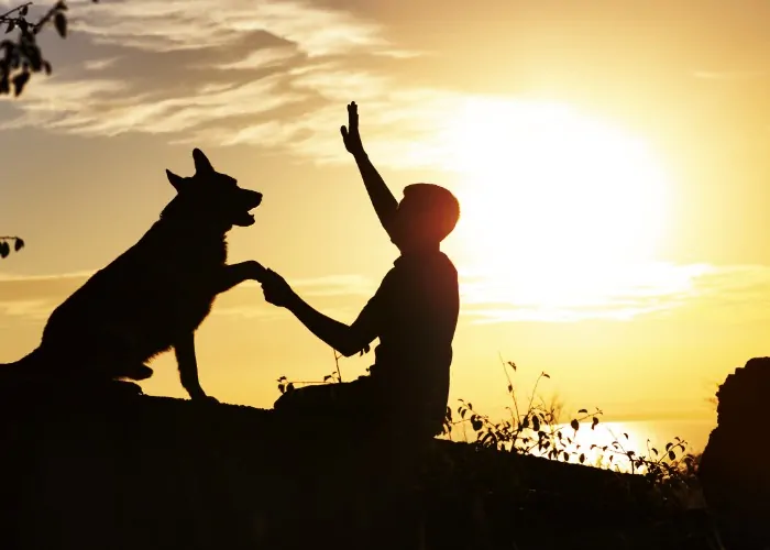 11 Protective German Shepherd Pros And Cons 4 German shepherd training silhoutte