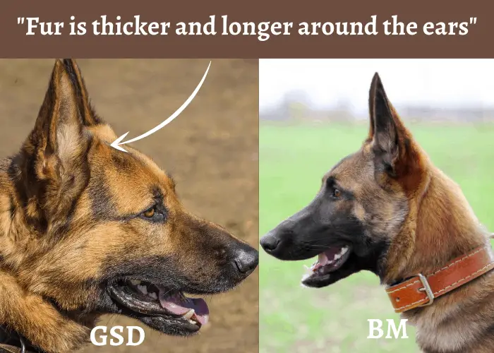 Belgian Malinois vs. German Shepherd - Detailed Comparison 8 German shepherd's Fur is thicker and longer around the ears illustration