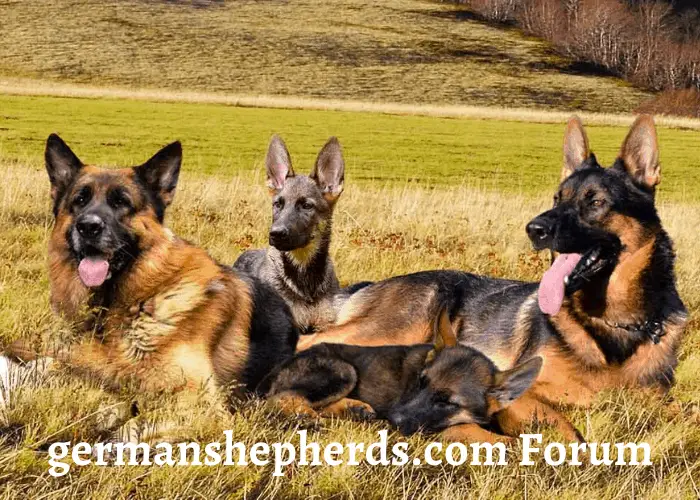 German shepherds.com forum image