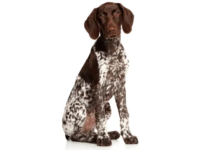 Top 10 Most Popular North American Dog Breeds 10 German shorthaired pointer sitting on white background