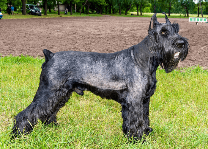 Giant Schnauzer standing on the park grass