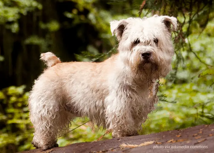 65 British Dog Breeds 58 Glen of Imaal Terrier dog in the garden