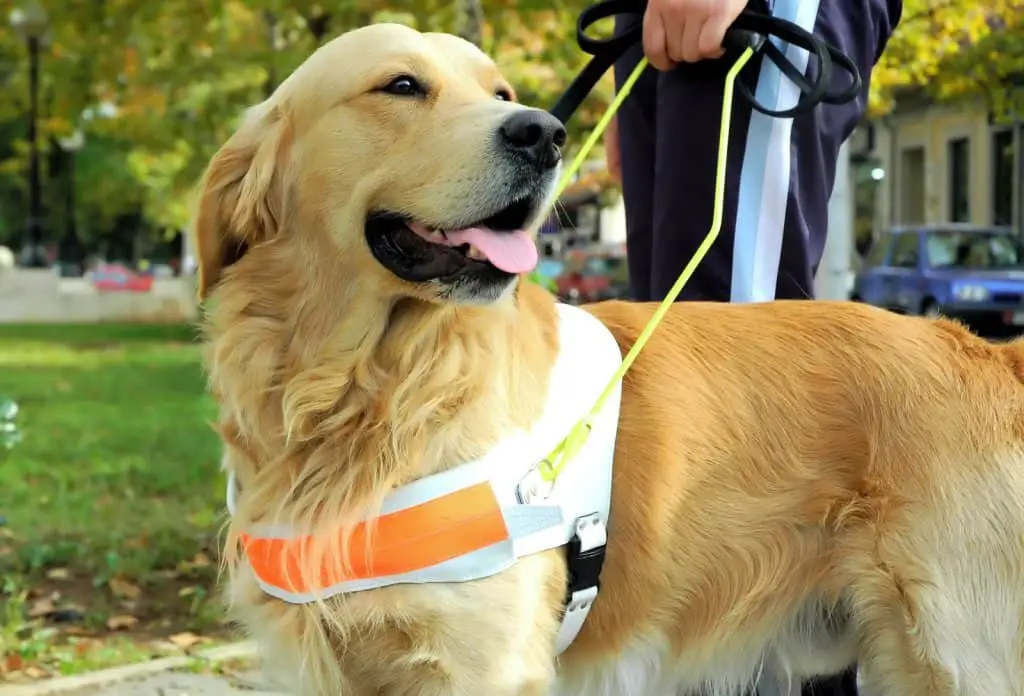 A Golden as a guide dog for the blind