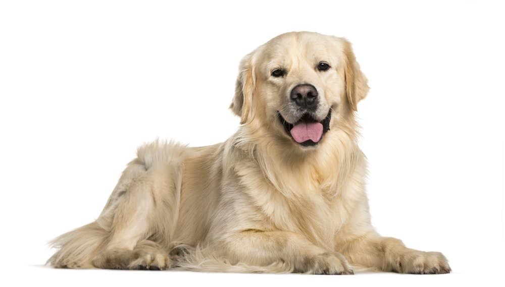 23 Golden Retriever Pros And Cons 25 Golden Retriever photo taken on white background