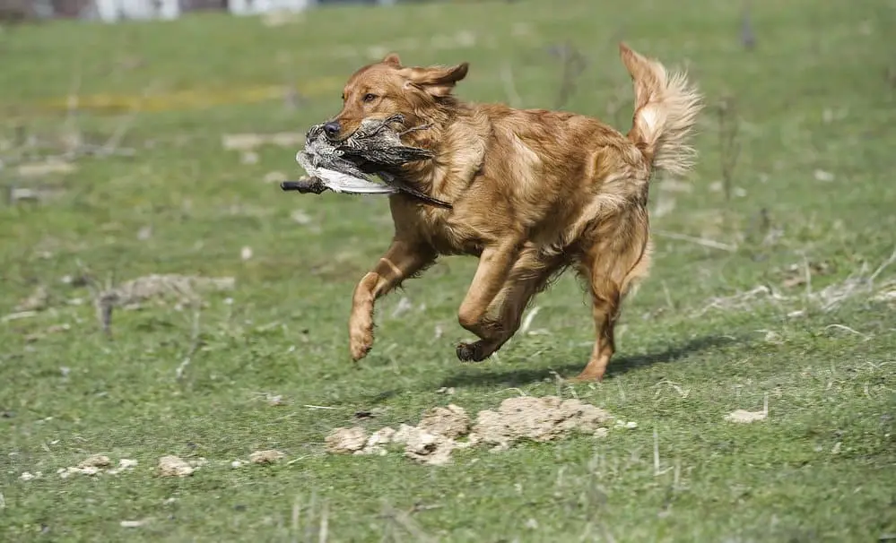 Do Amazing Golden Retrievers Bite? 4 Golden retriever fetching a duck