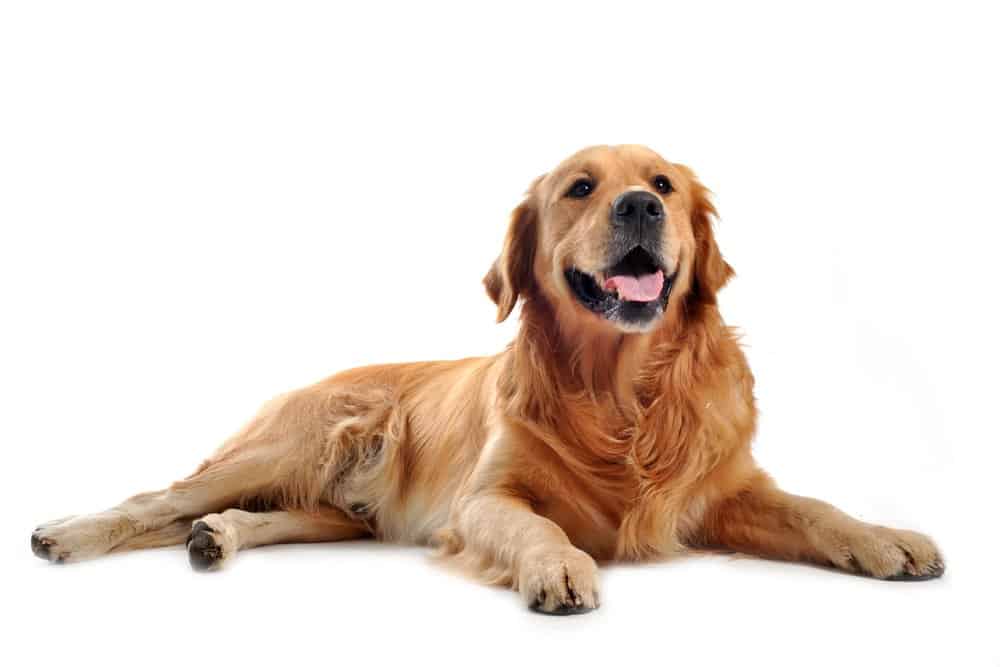 Golden Retriever - PDSA