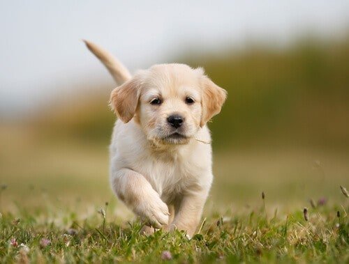 Can a Golden Retriever Run a Marathon? 3 Golden retriever puppy running towards the camera