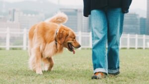 Golden retriever walking happily beside its owner in a park