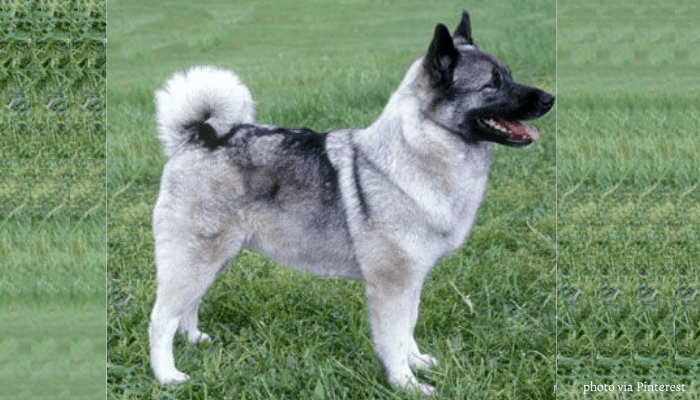 Gray Norwegian Elkhound standing the lawn with its tongue sticking out