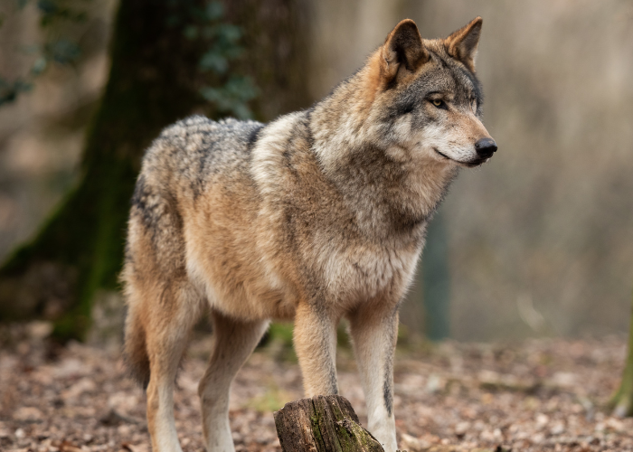 Gray Wolf in the forest
