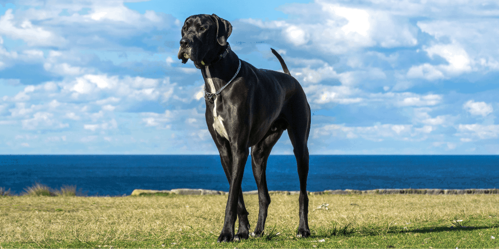 Great Dane Complete Information 1 Great Dane image outdoors