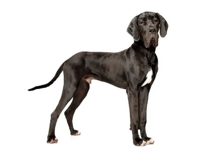 37 German Dog Breeds 21 Great Dane on white background