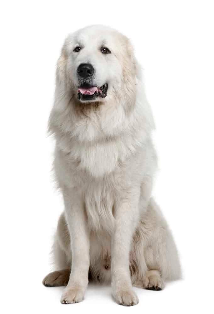 Great Pyrenees photographed against a white background