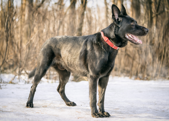 21 Dogs That Look Like German Shepherds: The K9 Doppelgängers 23 Groenendael dog in the forest