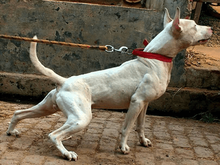 Gull Terrier on a leash