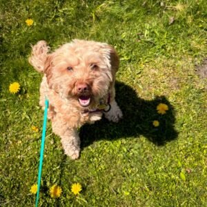 Happy dog sitting on a grassy lawn with dandelions