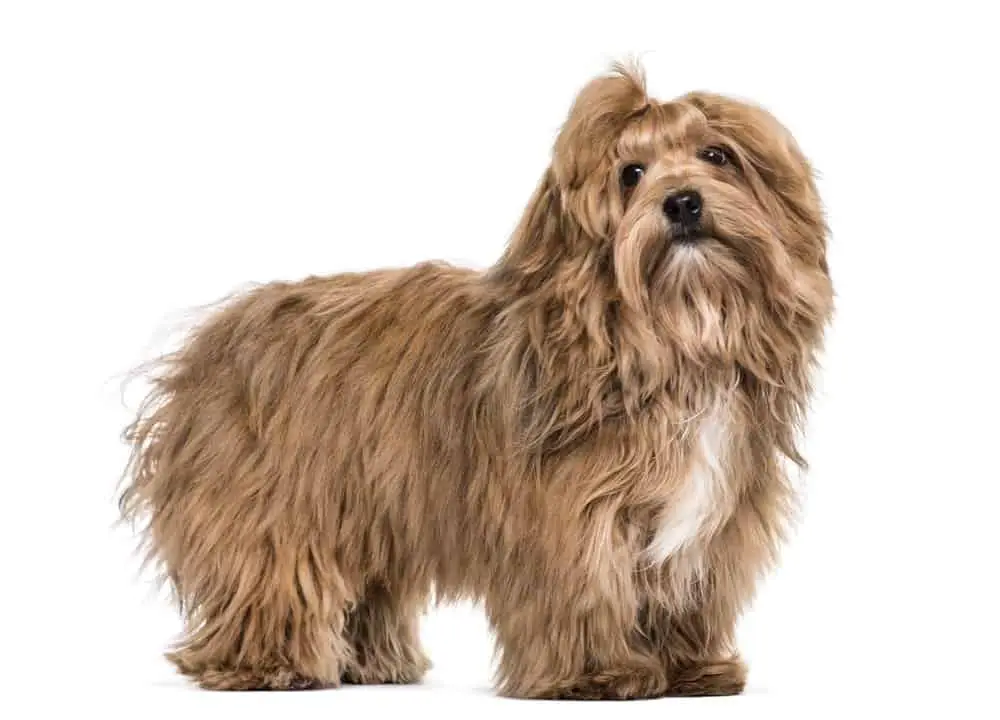 6 Unique Dogs That Look Like a Mop (Dog With Dreadlocks) 4 Havanese dog photographed against a white background
