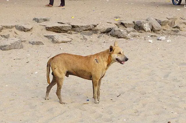 Indian pariah dog walking on the beach sand