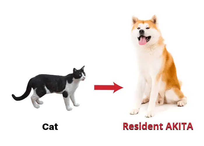 are powerful akitas good with cats or not