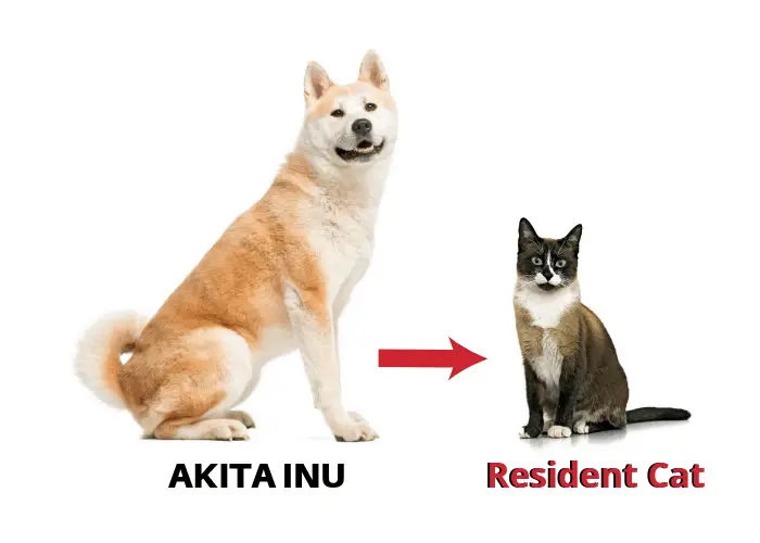 do akitas get along with cats