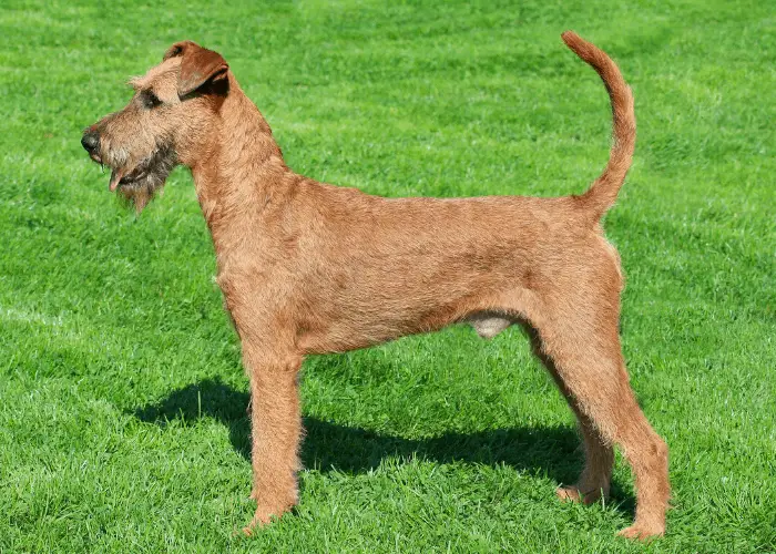 65 British Dog Breeds 56 Irish Red Terrier standing on the lawn side view