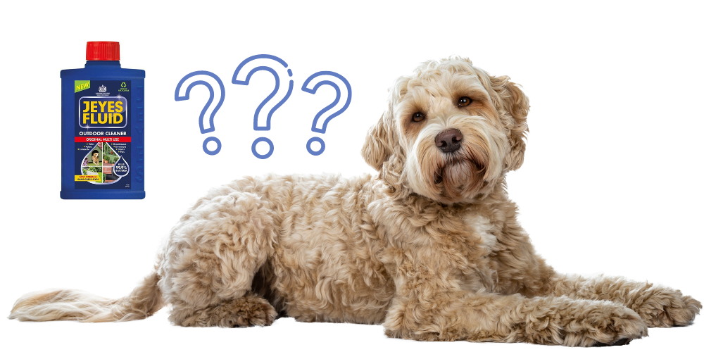 Is Jeyes Fluid Safe for Use Around Dogs article featured image