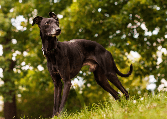 Italian Greyhound in the bush