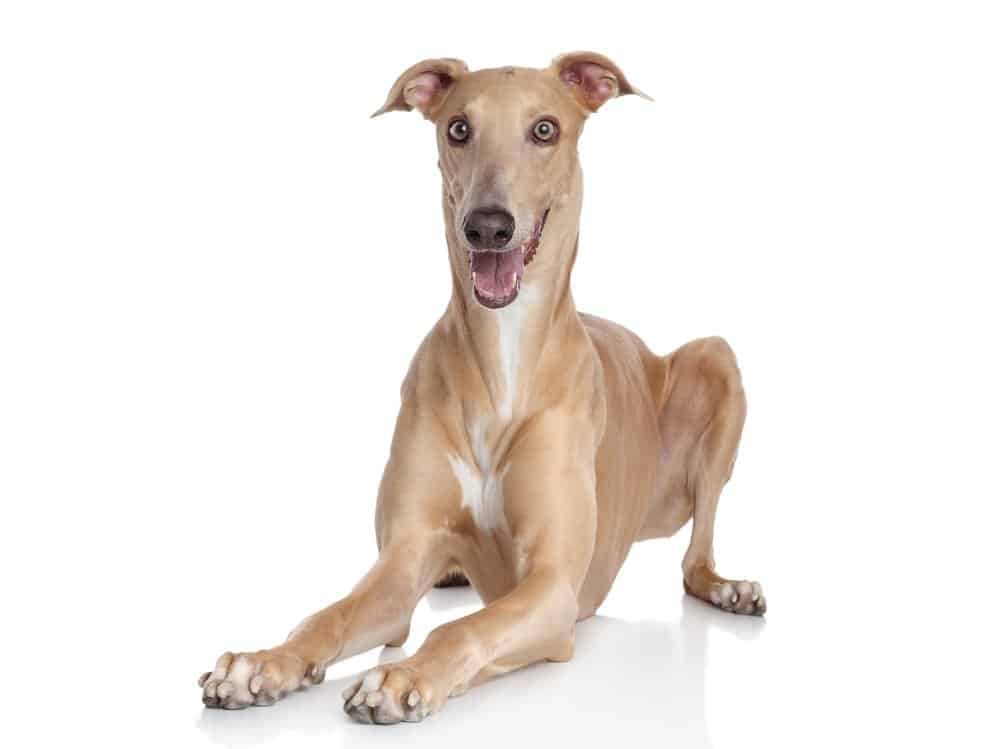 Italian Greyhound lying on white background